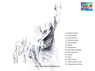 12. Pequeno redondo
                               13. Grande redondo
                               15. Grande dentado
                               14. Rombóide superior
                               15. Grande dentado
                               25. Deltóide
                               26. Grande dorsal
                               36. Esternocleidomastóideo
                               37. Recto abdominal
                               40. Braquial
                               44. Bíceps
                               45. Oblíquo externo
                               47. Cabeça longa do tríceps
                               48. Cabeça lateral do tríceps
Prof. José Nobre | Desenho­A
 