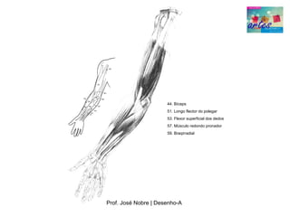 44. Bíceps
                      51. Longo flector do polegar
                      53. Flexor superficial dos dedos
                      57. Músculo redondo pronador
                      59. Braqirradial




Prof. José Nobre | Desenho­A
 