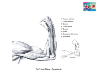 12. Pequeno redondo
                           13. Grande redondo
                           25. Deltóide
                           26. Grande dorsal
                           40. Braquial
                           44. Bíceps
                           48. Cabeça lateral do tríceps
                           59. Braqirradial




Prof. José Nobre | Desenho­A
 
