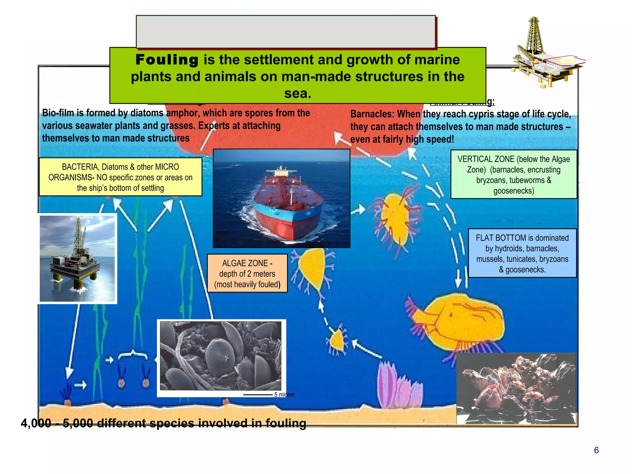Fouling is the settlement and growth of marine 
plants and animals on man-made structures in the 
ALGAE ANIMALS 
Mobile 
spores 
Mobile 
larvae 
Attack Attack 
Animal Fouling: 
Barnacles: When they reach cypris stage of life cycle, 
they can attach themselves to man made structures – 
even at fairly high speed! 
Plant Fouling: 
Bio-film is formed by diatoms amphor, which are spores from the 
various seawater plants and grasses. Experts at attaching 
themselves to man made structures 
ALGAE ZONE - 
depth of 2 meters 
(most heavily fouled) 
4,000 - 5,000 different species involved in fouling 
VERTICAL ZONE (below the Algae 
Zone) (barnacles, encrusting 
bryzoans, tubeworms & 
goosenecks) 
FLAT BOTTOM is dominated 
by hydroids, barnacles, 
mussels, tunicates, bryzoans 
& goosenecks. 
BACTERIA, Diatoms & other MICRO 
ORGANISMS- NO specific zones or areas on 
the ship’s bottom of settling 
sea. 
5 micron 
6 
 