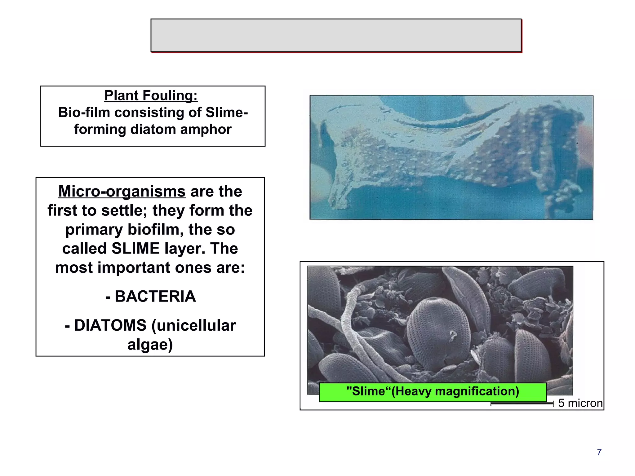 5 micron 
"Slime“(Heavy magnification) 
Plant Fouling: 
Bio-film consisting of Slime-forming 
diatom amphor 
Micro-organisms are the 
first to settle; they form the 
primary biofilm, the so 
called SLIME layer. The 
most important ones are: 
- BACTERIA 
- DIATOMS (unicellular 
algae) 
7 
 