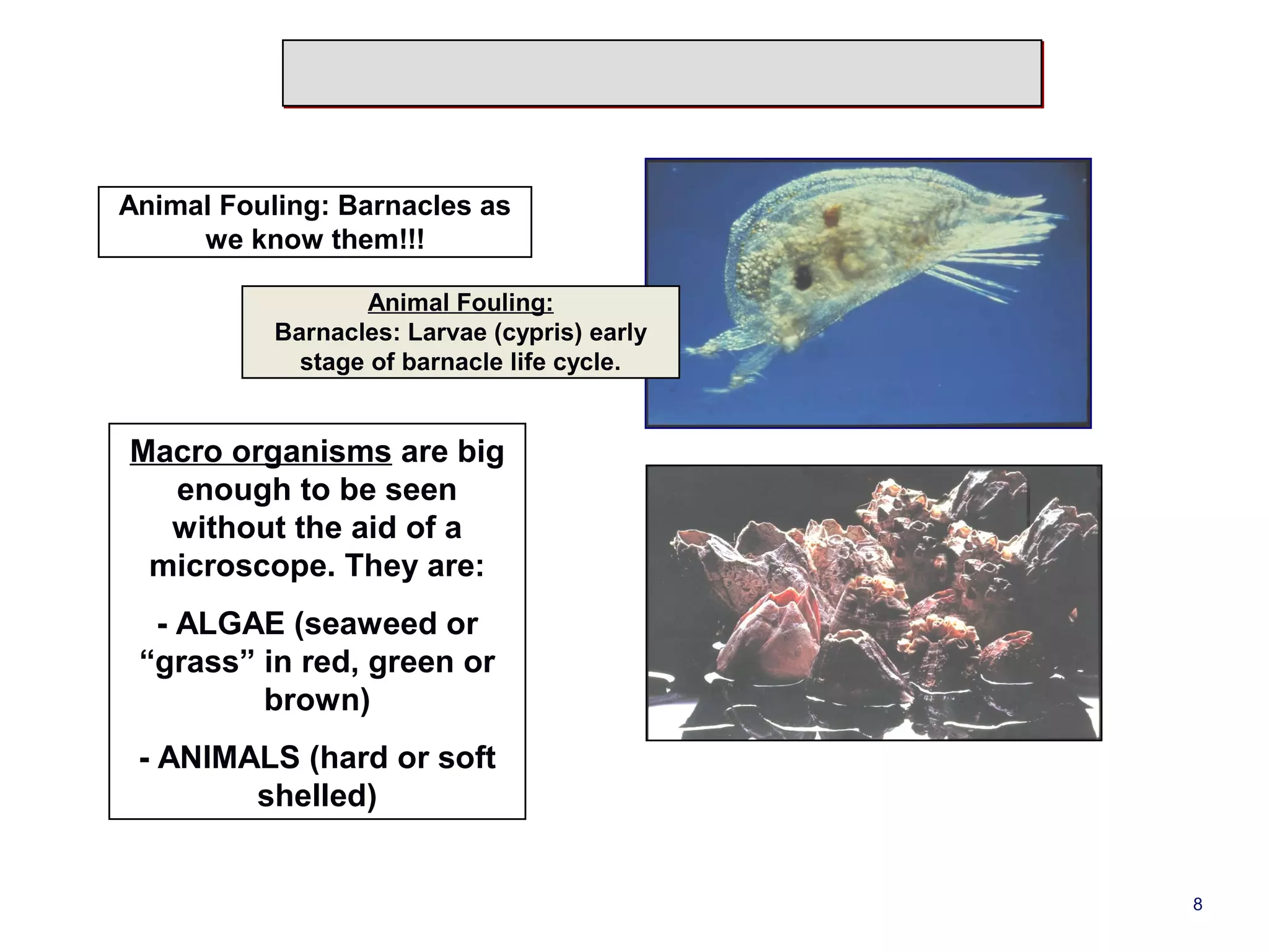 Animal Fouling: Barnacles as 
we know them!!! 
Animal Fouling: 
Barnacles: Larvae (cypris) early 
stage of barnacle life cycle. 
Macro organisms are big 
enough to be seen 
without the aid of a 
microscope. They are: 
- ALGAE (seaweed or 
“grass” in red, green or 
brown) 
- ANIMALS (hard or soft 
shelled) 
8 
 