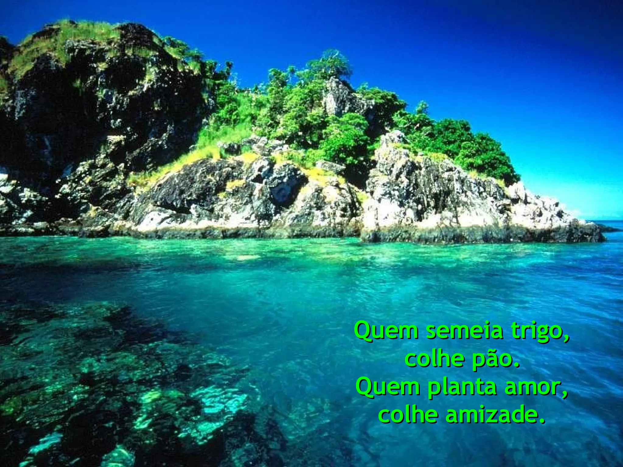 Quem semeia trigo, colhe pão. Quem planta amor, colhe amizade.