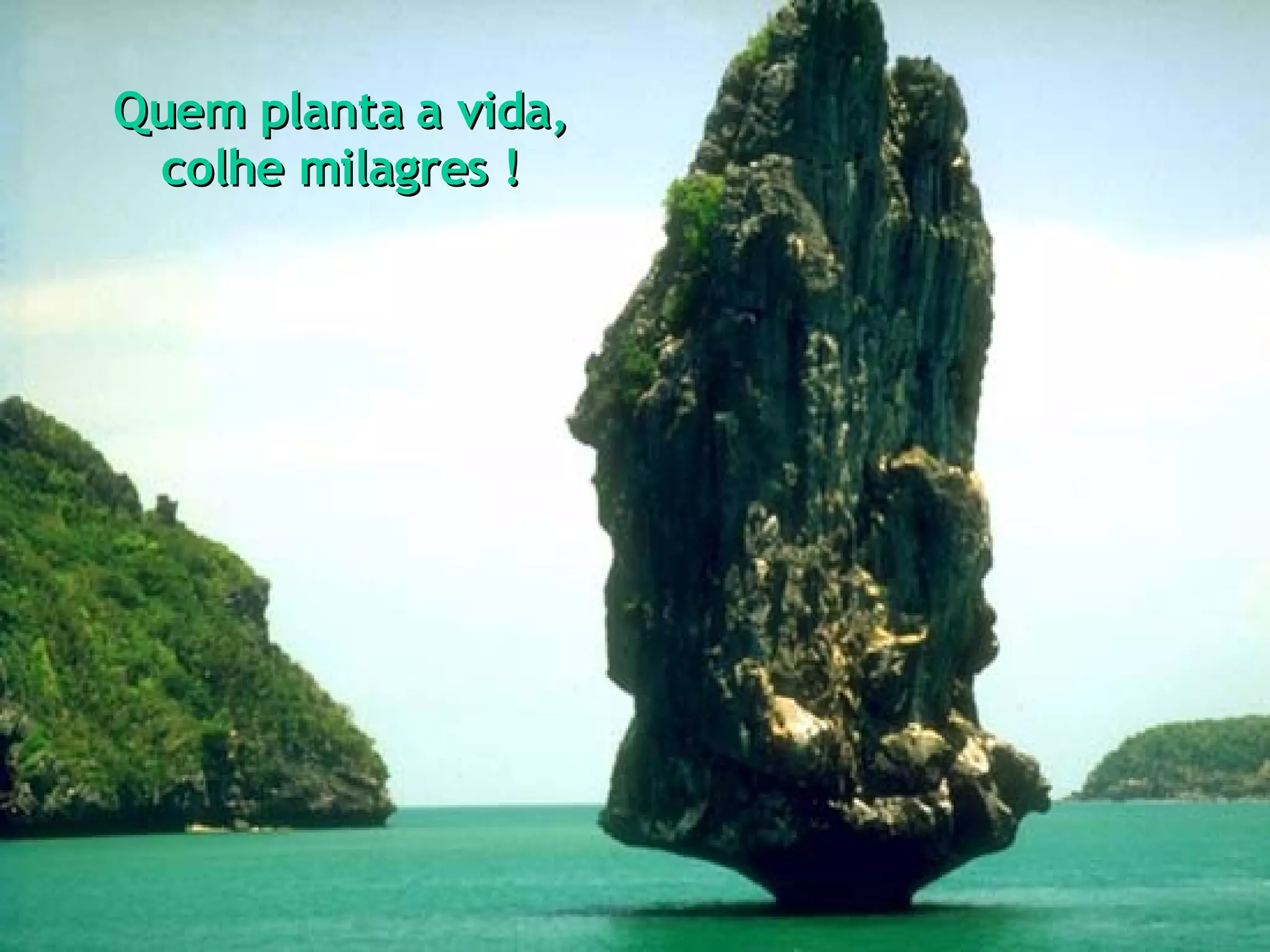 Quem planta a vida, colhe milagres !