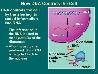 001 Teacher The Cell | PPT