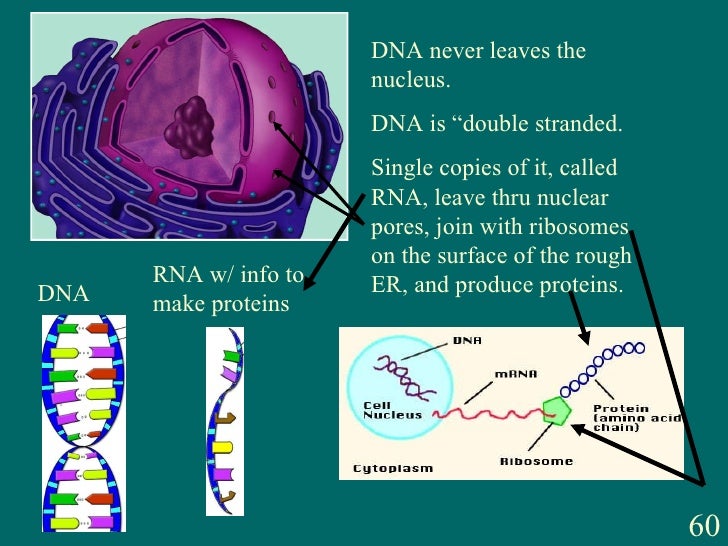 001 Teacher The Cell