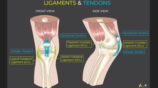 Ultrasound Examination Techniques and Anatomy of the Knee Joint | PPTX