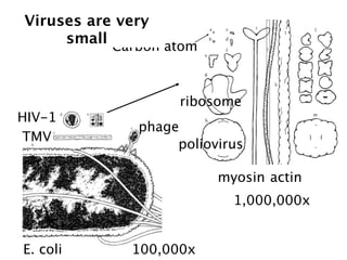 Viruses are very
     small Carbon atom



                   ribosome
HIV-1
              phage
TMV
                   poliovirus

                         myosin actin
                           1,000,000x


E. coli      100,000x
 