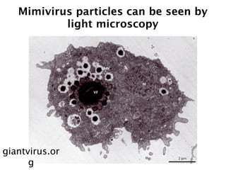 Mimivirus particles can be seen by
           light microscopy




giantvirus.or
      g
 
