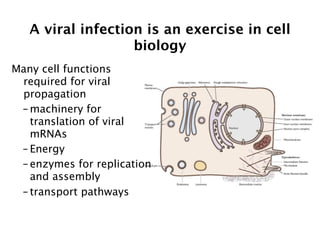 A viral infection is an exercise in cell
                   biology
Many cell functions
 required for viral
 propagation
 – machinery for
   translation of viral
   mRNAs
 – Energy
 – enzymes for replication
   and assembly
 – transport pathways
 