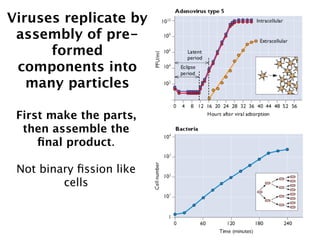 Viruses replicate by
 assembly of pre-
      formed
 components into
   many particles

 First make the parts,
  then assemble the
     ﬁnal product.

 Not binary ﬁssion like
         cells
 