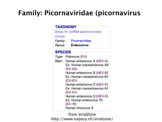 Family: Picornaviridae (picornavirus




                  from ViralZone
         http://www.expasy.ch/viralzone/
 