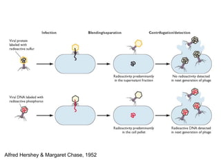 Alfred Hershey & Margaret Chase, 1952
 
