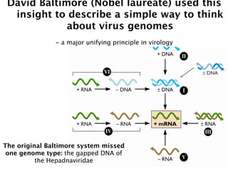 David Baltimore (Nobel laureate) used this
  insight to describe a simple way to think
             about virus genomes
               - a major unifying principle in virology




The original Baltimore system missed
 one genome type: the gapped DNA of
          the Hepadnaviridae
 