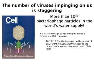 The number of viruses impinging on us
           is staggering
                     More than 1030
              bacteriophage particles in the
                  world’s water supply!
               • A bacteriophage particle weighs about a
               femtogram (10-15 grams)

                    1030 X 10-15= the biomass on the planet of
                    BACTERIAL VIRUSES ALONE exceeds the
                    biomass of elephants by more than 1000-
                    fold!
 
