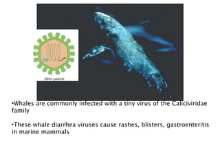 •Whales are commonly infected with a tiny virus of the Caliciviridae
family

•These whale diarrhea viruses cause rashes, blisters, gastroenteritis
in marine mammals
 