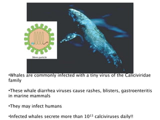 •Whales are commonly infected with a tiny virus of the Caliciviridae
family

•These whale diarrhea viruses cause rashes, blisters, gastroenteritis
in marine mammals

•They may infect humans

•Infected whales secrete more than 1013 calciviruses daily!!
 