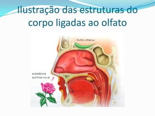 Ilustração das estruturas do
corpo ligadas ao olfato

 