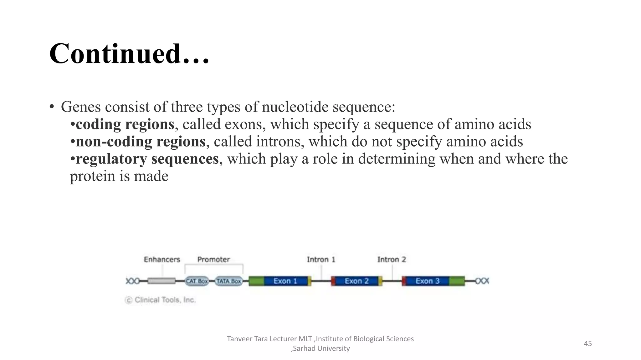 Continued…
• Genes consist of three types of nucleotide sequence:
•coding regions, called exons, which specify a sequence of amino acids
•non-coding regions, called introns, which do not specify amino acids
•regulatory sequences, which play a role in determining when and where the
protein is made
Tanveer Tara Lecturer MLT ,Institute of Biological Sciences
,Sarhad University
45
 