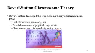Boveri-Sutton Chromosome Theory
• Boveri-Sutton developed the chromosome theory of inheritance in
1902.
• Each chromosome has many genes
• Paired chromosomes segregate during meiosis.
• Chromosomes assort independently during meiosis
Tanveer Tara Lecturer MLT ,Institute of Biological Sciences
,Sarhad University
10
 