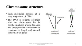 Chromosome structure
• Each chromatid consists of a
very long strand of DNA
• The DNA is roughly co-linear
with the chromosome but is
highly structured around histones
and other proteins which serve to
condense its length and control
the activity of genes
Tanveer Tara Lecturer MLT ,Institute of Biological Sciences
,Sarhad University
11
 