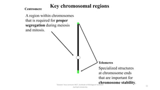 Telomeres
Centromere
Specialized structures
at chromosome ends
that are important for
chromosome stability.
A region within chromosomes
that is required for proper
segregation during meiosis
and mitosis.
Key chromosomal regions
Tanveer Tara Lecturer MLT ,Institute of Biological Sciences
,Sarhad University
12
 