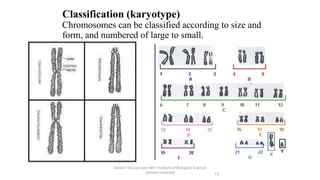 Classification (karyotype)
Chromosomes can be classified according to size and
form, and numbered of large to small.
Tanveer Tara Lecturer MLT ,Institute of Biological Sciences
,Sarhad University 13
 
