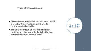 Types of Chromosomes
• Chromosomes are divided into two parts (p and
q arms) with a constriction point called a
centromere in the middle.
• The centromere can be located in different
positions and this forms the basis for the four
different classes of chromosome:
Tanveer Tara Lecturer MLT ,Institute of Biological Sciences
,Sarhad University
16
 