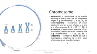 Chromosome
• Metacentric – centromere is in middle,
meaning p and q arms are of comparable
length (e.g. chromosomes 1, 3, 16, 19, 20)
Submetacentric – centromere off-center,
leading to shorter p arm relative to q arm
(e.g. chromosomes 2, 4 – 12, 17, 18, X)
Acrocentric – centromere severely off-set
from center, leading to much shorter p arm
(e.g. chromosomes 13 – 15, 21, 22, Y)
Telocentric – centromere found at end of
chromosome, meaning no p arm exists
(chromosome not found in humans)
•
Tanveer Tara Lecturer MLT ,Institute of Biological Sciences
,Sarhad University
17
 