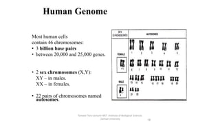 Human Genome
Most human cells
contain 46 chromosomes:
• 3 billion base pairs
• between 20,000 and 25,000 genes.
• 2 sex chromosomes (X,Y):
XY – in males.
XX – in females.
• 22 pairs of chromosomes named
autosomes.
Tanveer Tara Lecturer MLT ,Institute of Biological Sciences
,Sarhad University 18
 