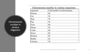 Chromosome
number in
various
Organism
Tanveer Tara Lecturer MLT ,Institute of Biological Sciences ,Sarhad University 20
 