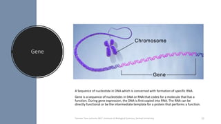 Gene
A Sequence of nucleotide in DNA which is concerned with formation of specific RNA.
Gene is a sequence of nucleotides in DNA or RNA that codes for a molecule that has a
function. During gene expression, the DNA is first copied into RNA. The RNA can be
directly functional or be the intermediate template for a protein that performs a function.
Tanveer Tara Lecturer MLT ,Institute of Biological Sciences ,Sarhad University 22
 