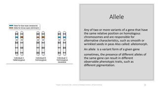 Allele
Any of two or more variants of a gene that have
the same relative position on homologous
chromosomes and are responsible for
alternative characteristics, such as smooth or
wrinkled seeds in peas Also called: allelomorph.
An allele is a variant form of a given gene
sometimes, the presence of different alleles of
the same gene can result in different
observable phenotypic traits, such as
different pigmentation.
Tanveer Tara Lecturer MLT ,Institute of Biological Sciences ,Sarhad University 23
 