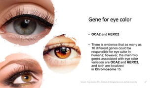 Gene for eye color
• OCA2 and HERC2
• There is evidence that as many as
16 different genes could be
responsible for eye color in
humans; however, the main two
genes associated with eye color
variation are OCA2 and HERC2,
and both are localized
in Chromosome 15.
Tanveer Tara Lecturer MLT ,Institute of Biological Sciences ,Sarhad University 27
 