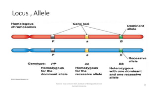 Locus , Allele
Tanveer Tara Lecturer MLT ,Institute of Biological Sciences
,Sarhad University
29
 
