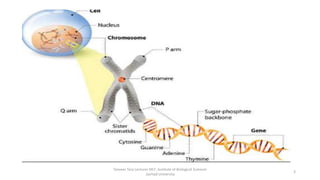 Tanveer Tara Lecturer MLT ,Institute of Biological Sciences
,Sarhad University
3
 