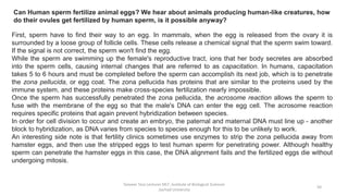 Tanveer Tara Lecturer MLT ,Institute of Biological Sciences
,Sarhad University
50
Can Human sperm fertilize animal eggs? We hear about animals producing human-like creatures, how
do their ovules get fertilized by human sperm, is it possible anyway?
First, sperm have to find their way to an egg. In mammals, when the egg is released from the ovary it is
surrounded by a loose group of follicle cells. These cells release a chemical signal that the sperm swim toward.
If the signal is not correct, the sperm won't find the egg.
While the sperm are swimming up the female's reproductive tract, ions that her body secretes are absorbed
into the sperm cells, causing internal changes that are referred to as capacitation. In humans, capacitation
takes 5 to 6 hours and must be completed before the sperm can accomplish its next job, which is to penetrate
the zona pellucida, or egg coat. The zona pellucida has proteins that are similar to the proteins used by the
immune system, and these proteins make cross-species fertilization nearly impossible.
Once the sperm has successfully penetrated the zona pellucida, the acrosome reaction allows the sperm to
fuse with the membrane of the egg so that the male's DNA can enter the egg cell. The acrosome reaction
requires specific proteins that again prevent hybridization between species.
In order for cell division to occur and create an embryo, the paternal and maternal DNA must line up - another
block to hybridization, as DNA varies from species to species enough for this to be unlikely to work.
An interesting side note is that fertility clinics sometimes use enzymes to strip the zona pellucida away from
hamster eggs, and then use the stripped eggs to test human sperm for penetrating power. Although healthy
sperm can penetrate the hamster eggs in this case, the DNA alignment fails and the fertilized eggs die without
undergoing mitosis.
 