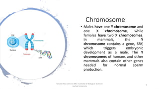 Chromosome
• Males have one Y chromosome and
one X chromosome, while
females have two X chromosomes.
In mammals, the Y
chromosome contains a gene, SRY,
which triggers embryonic
development as a male. The Y
chromosomes of humans and other
mammals also contain other genes
needed for normal sperm
production.
Tanveer Tara Lecturer MLT ,Institute of Biological Sciences
,Sarhad University
9
 