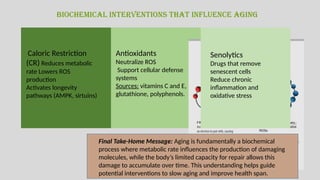 002. Biochemical Theories Of Aging: Roles of metabolic rate and ...