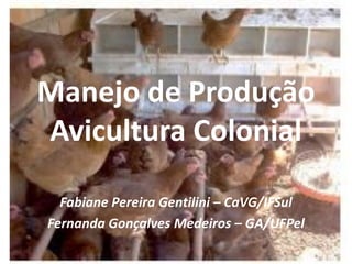 Manejo de Produção
Avicultura Colonial
Fabiane Pereira Gentilini – CaVG/IFSul
Fernanda Gonçalves Medeiros – GA/UFPel
 