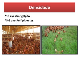 Densidade
*10 aves/m² galpão
*3-5 aves/m² piquetes
 