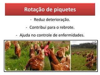 Rotação de piquetes
- Reduz deterioração.
- Contribui para o rebrote.
- Ajuda no controle de enfermidades.
 