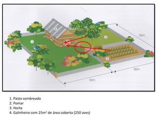 1. Pasto sombreado
2. Pomar
3. Horta
4. Galinheiro com 25m2 de área coberta (250 aves)
 