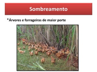 Sombreamento
*Árvores e forrageiras de maior porte
 
