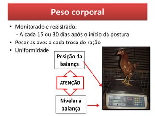 Peso corporal
• Monitorado e registrado:
- A cada 15 ou 30 dias após o início da postura
• Pesar as aves a cada troca de ração
• Uniformidade
ATENÇÃO
 