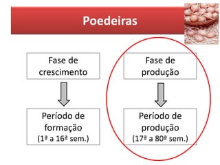 Poedeiras
Fase de
crescimento
Fase de
produção
Período de
produção
(17ª a 80ª sem.)
Período de
formação
(1ª a 16ª sem.)
 