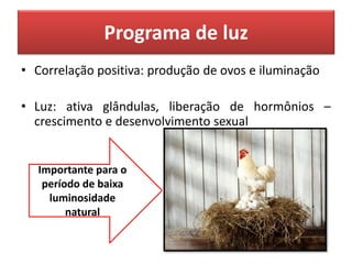 Programa de luz
• Correlação positiva: produção de ovos e iluminação
• Luz: ativa glândulas, liberação de hormônios –
crescimento e desenvolvimento sexual
Importante para o
período de baixa
luminosidade
natural
 