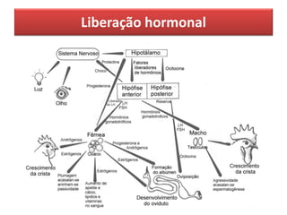 Liberação hormonal
 