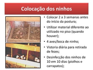 Colocação dos ninhos
• Colocar 2 a 3 semanas antes
do início da postura;
• Utilizar material diferente ao
utilizado no piso (quando
houver);
• 4 aves/boca de ninho;
• Vistoria diária para retirada
de fezes;
• Desinfecção dos ninhos de
10 em 10 dias (piolhos e
carrapatos);
 