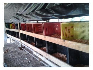 legitimoovocaipira.com.br
 